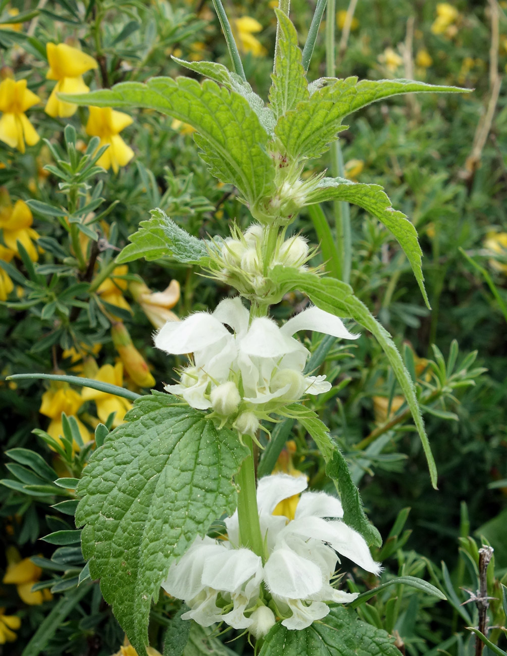 Image of Lamium turkestanicum specimen.