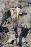 Exodeconus maritima