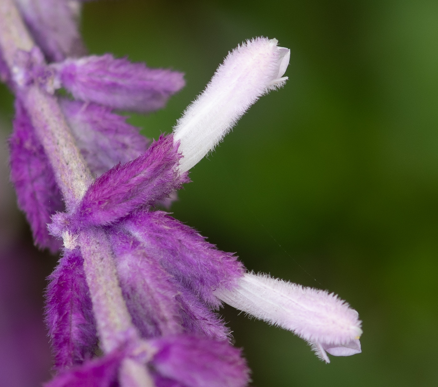 Image of Salvia leucantha specimen.