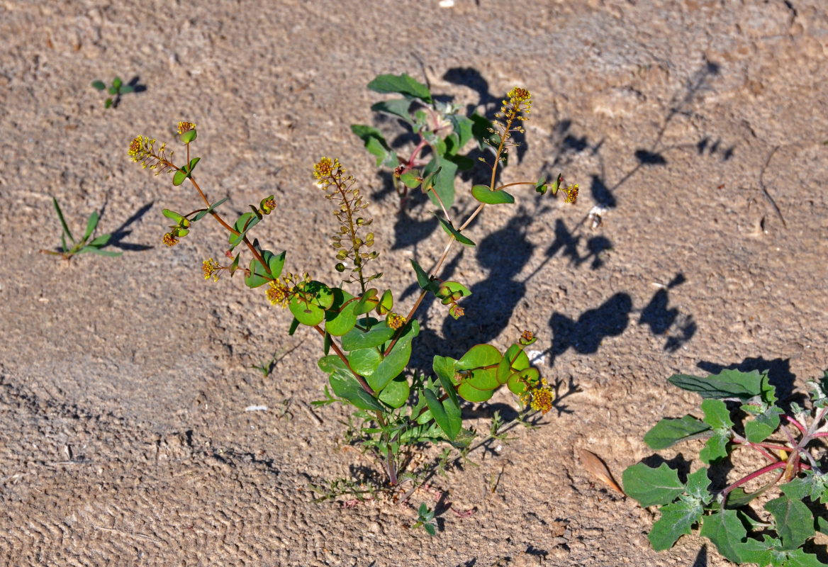 Изображение особи Lepidium perfoliatum.