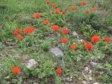 Tulipa greigii