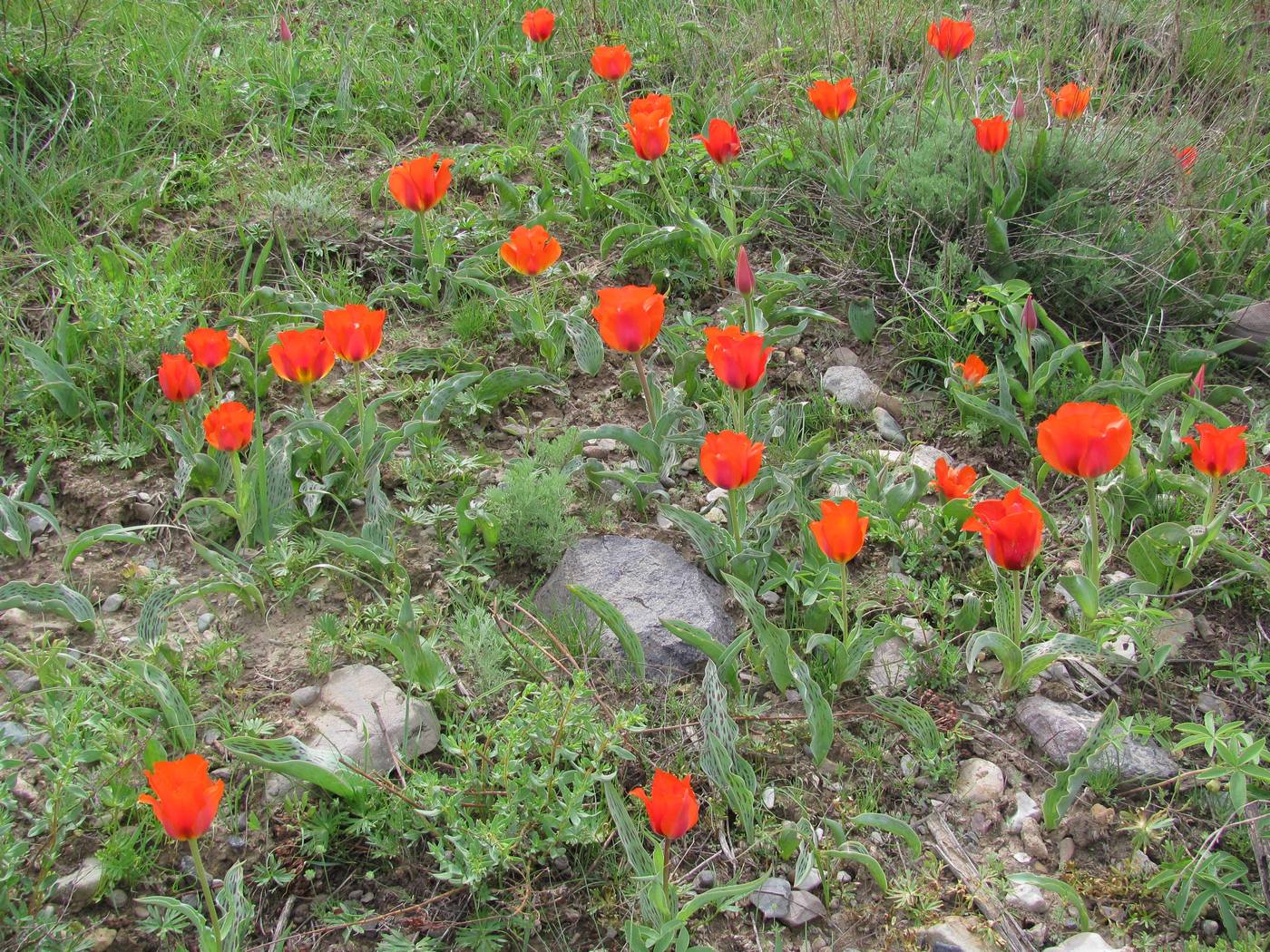 Image of Tulipa greigii specimen.