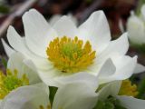 Anemonastrum sibiricum