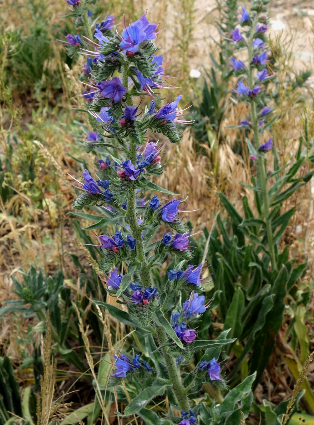 Изображение особи Echium vulgare.