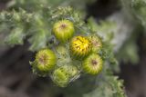 Senecio vernalis