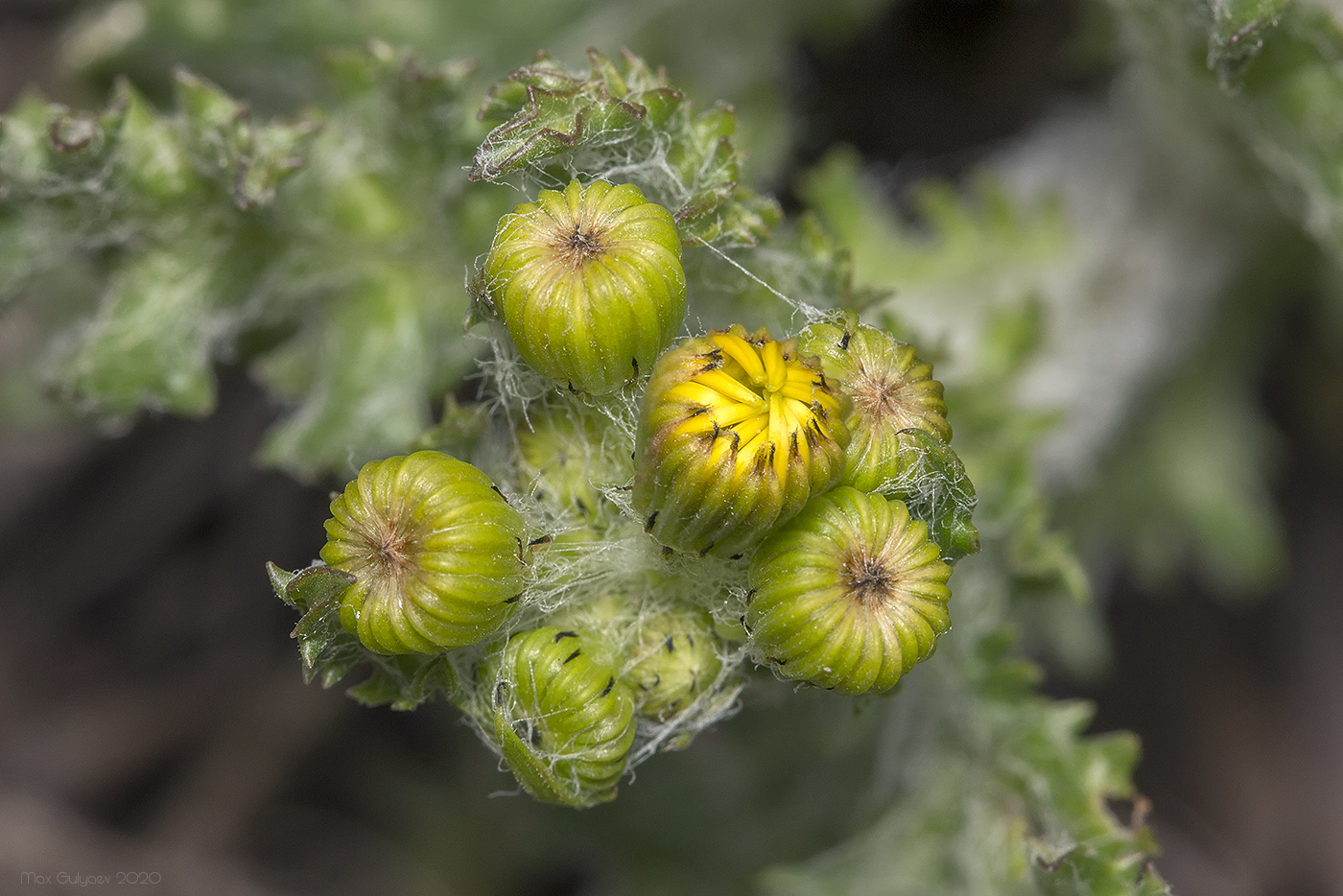 Image of Senecio vernalis specimen.