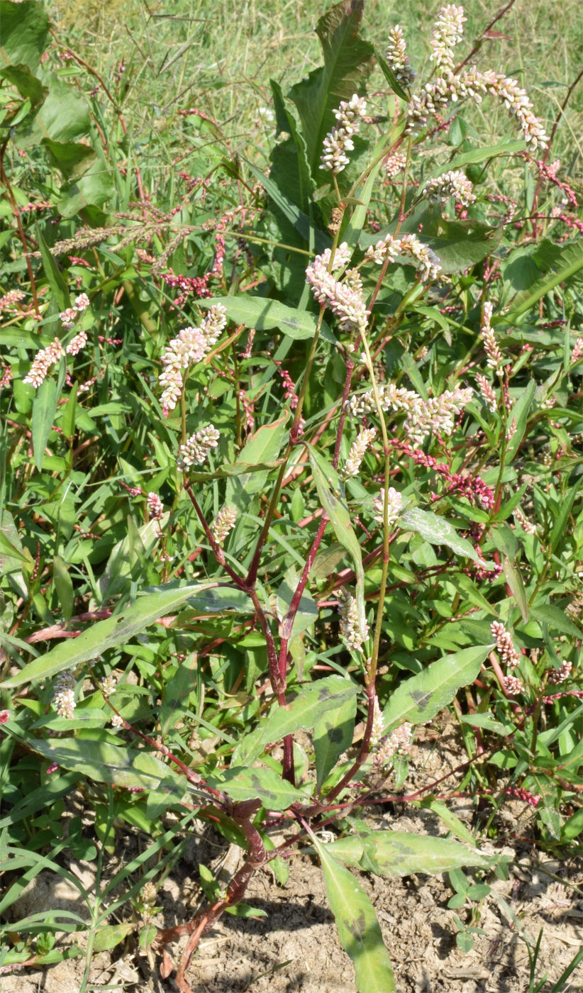 Image of Persicaria maculosa specimen.