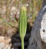 Geropogon hybridus