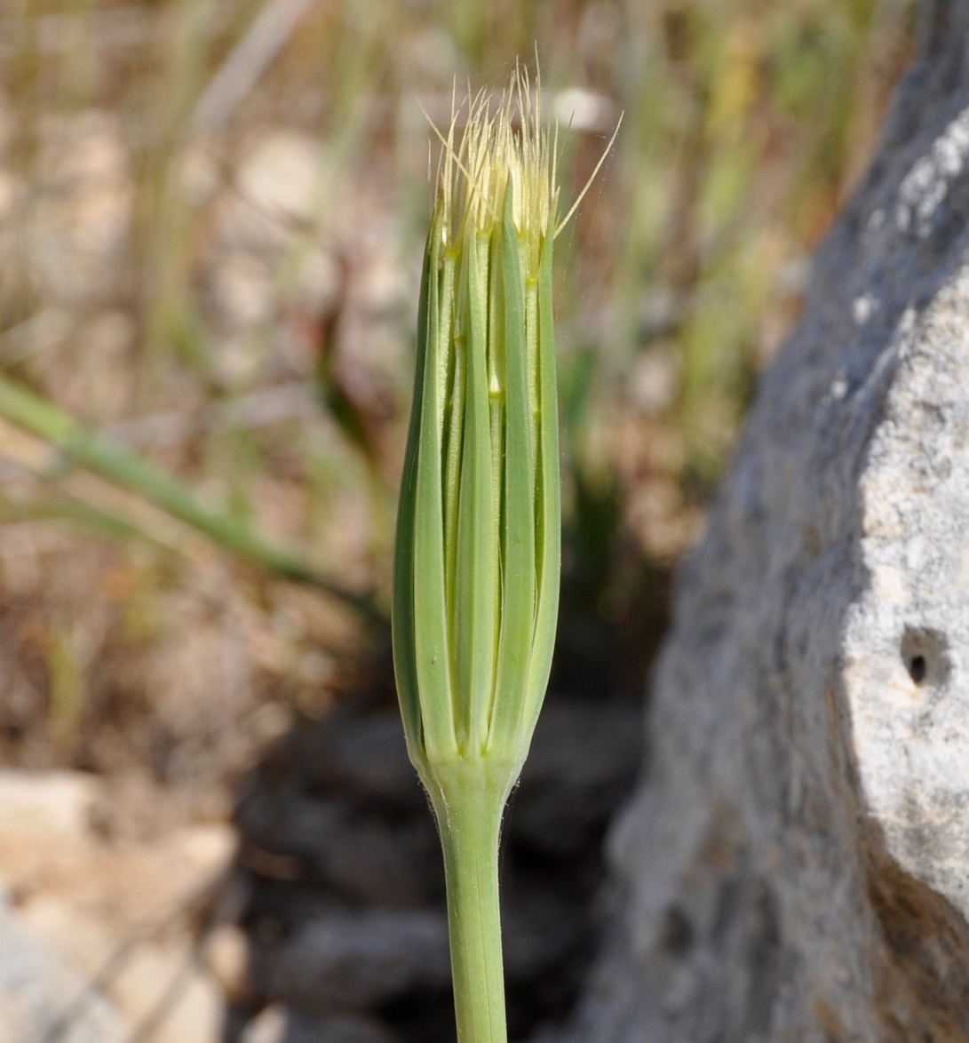 Image of Geropogon hybridus specimen.