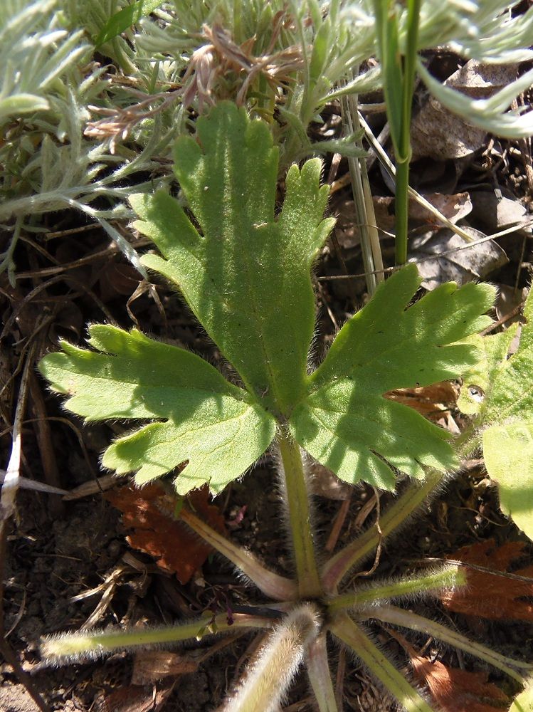 Image of Ranunculus oxyspermus specimen.