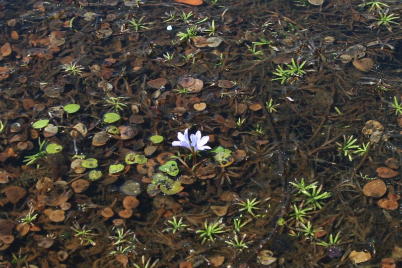 Image of Eichhornia diversifolia specimen.