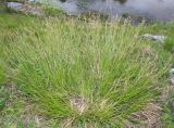 Carex macroura