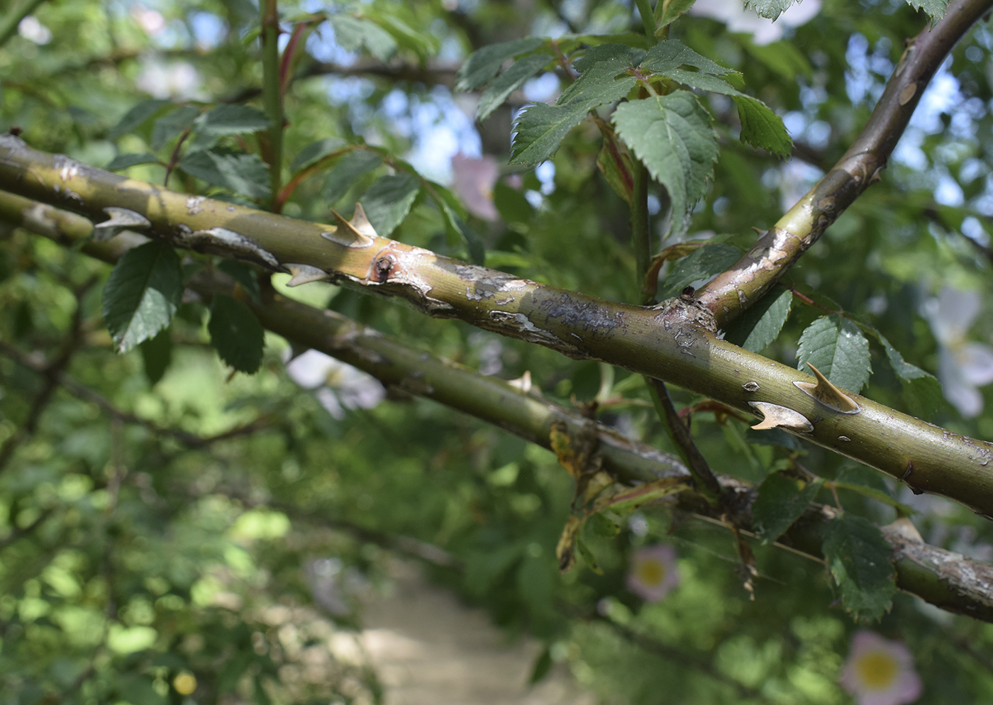 Image of genus Rosa specimen.
