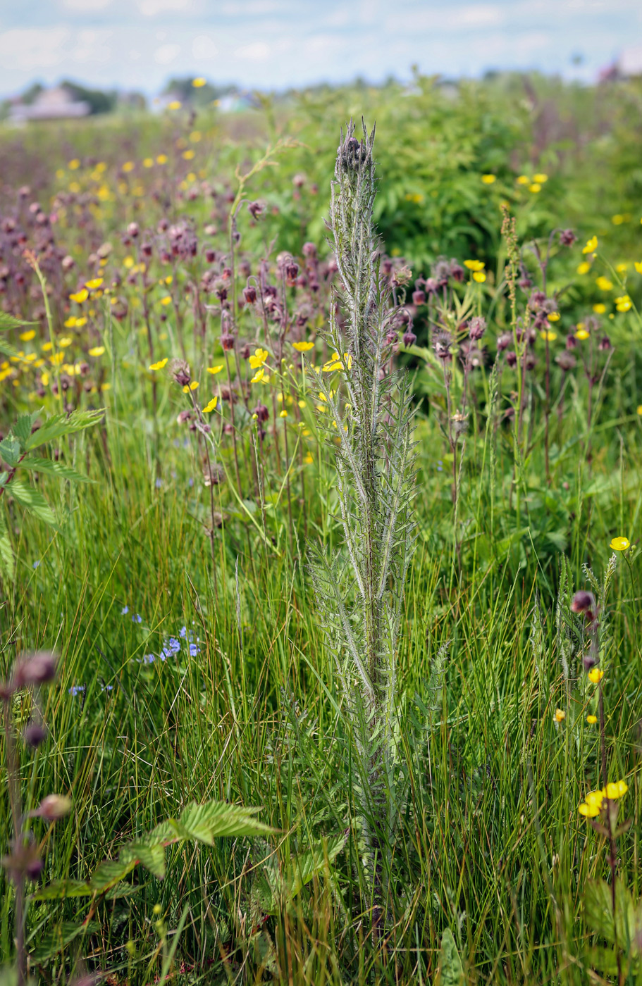 Изображение особи Cirsium palustre.