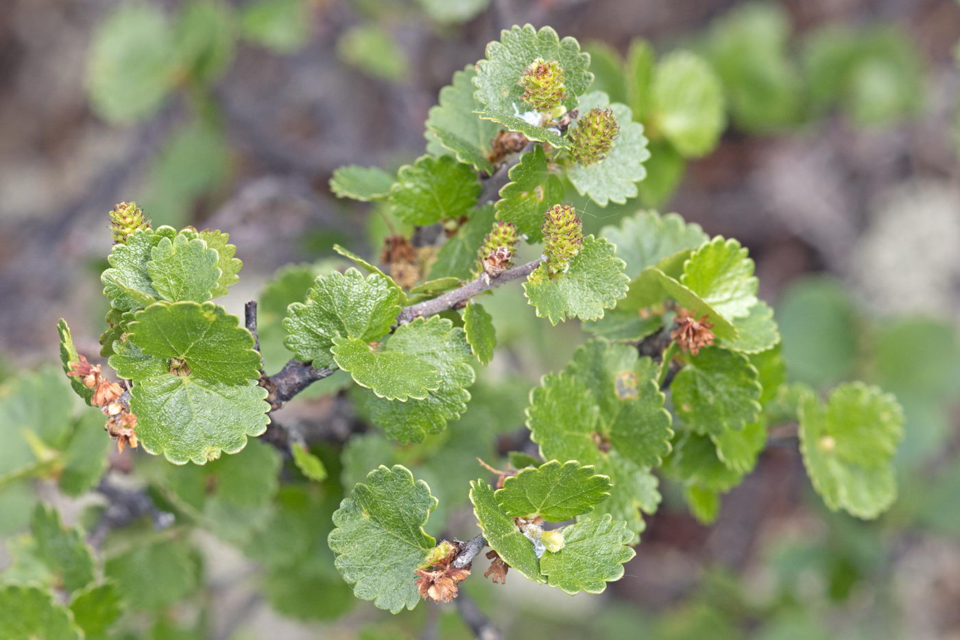 Изображение особи Betula nana.