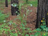 Hackelia deflexa. Часть цветущего и плодоносящего растения. Ульяновск, Заволжский р-н, сосняк с лиственным подлеском. 04.06.2020.