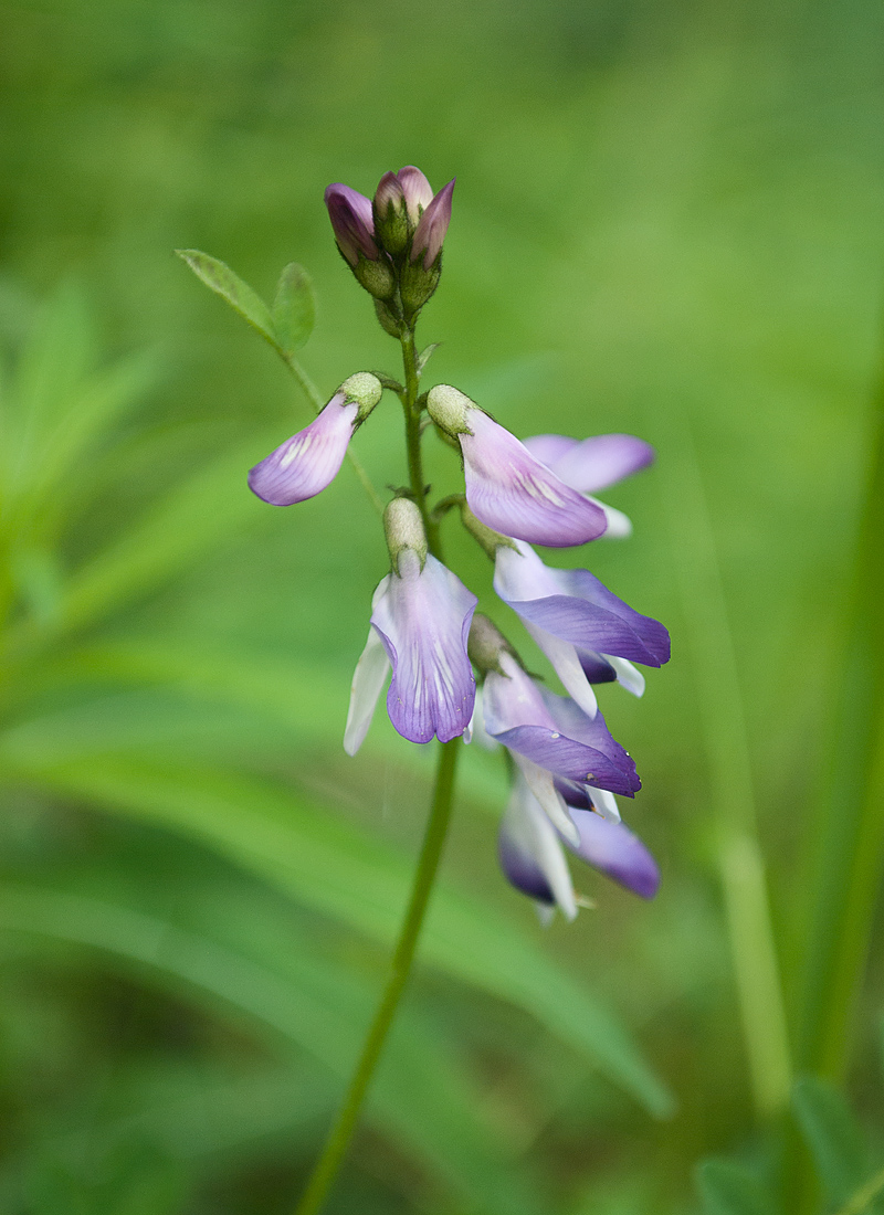 Image of Astragalus subpolaris specimen.