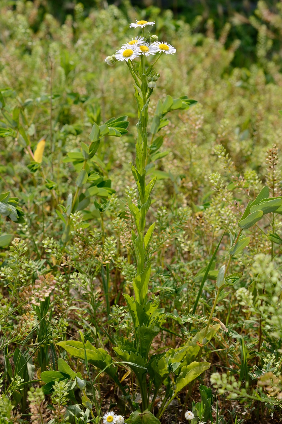 Image of Erigeron annuus specimen.