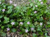 Claytonia sibirica