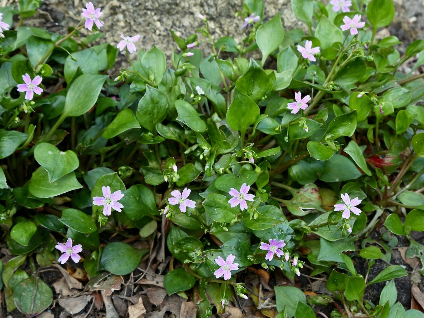 Image of Claytonia sibirica specimen.