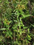 Hypericum gebleri