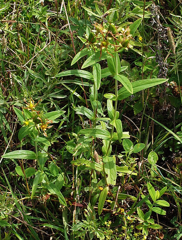 Изображение особи Hypericum gebleri.