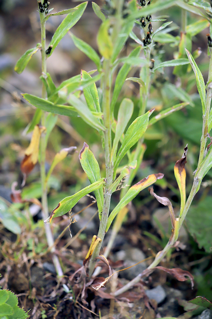 Image of Omalotheca caucasica specimen.