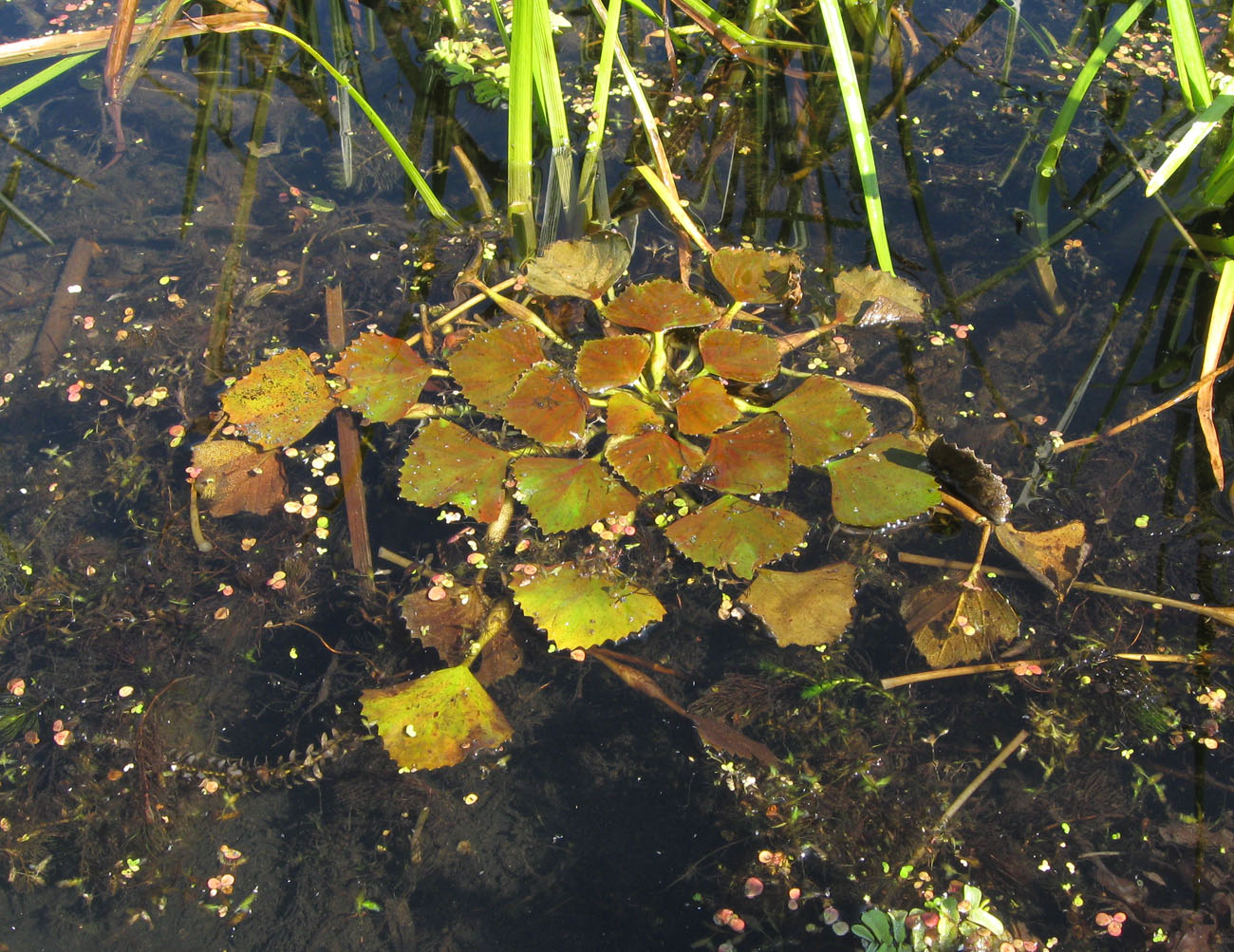 Image of genus Trapa specimen.