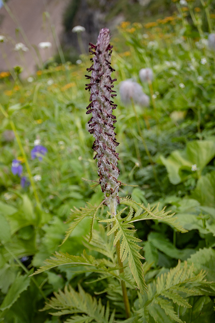 Изображение особи Pedicularis atropurpurea.