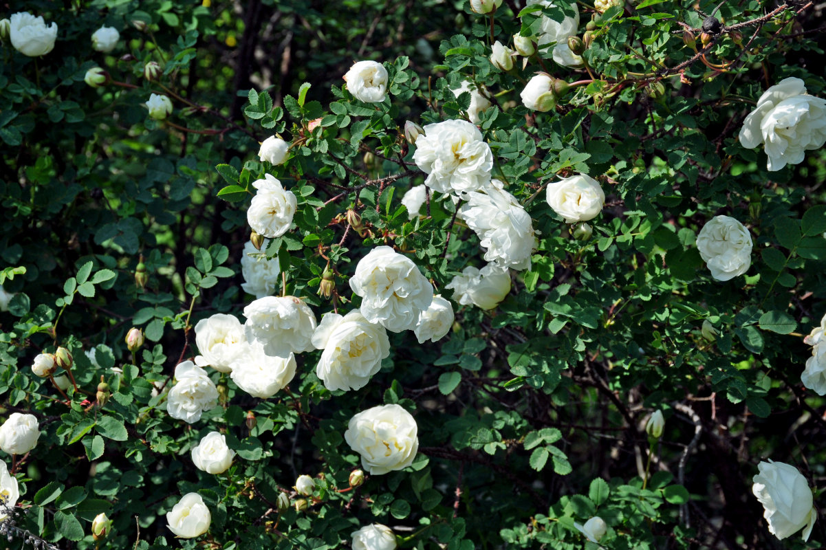 Image of Rosa spinosissima specimen.