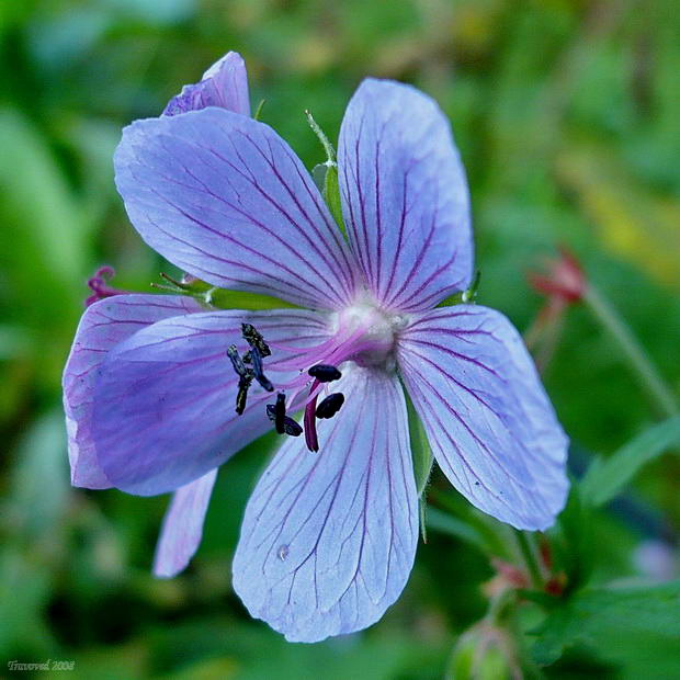 Изображение особи Geranium pratense.