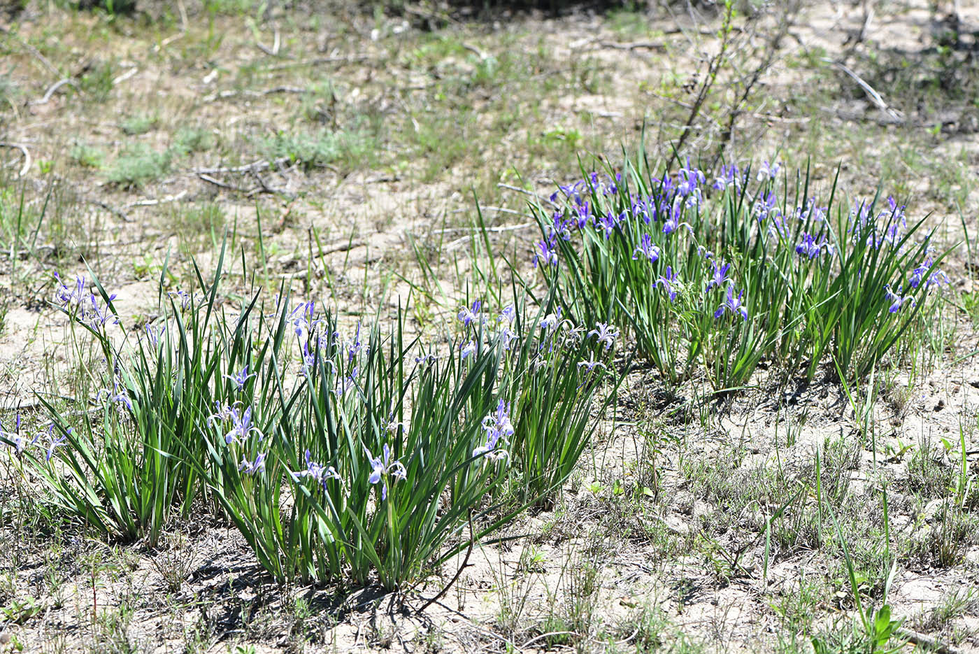 Image of Iris pallasii specimen.