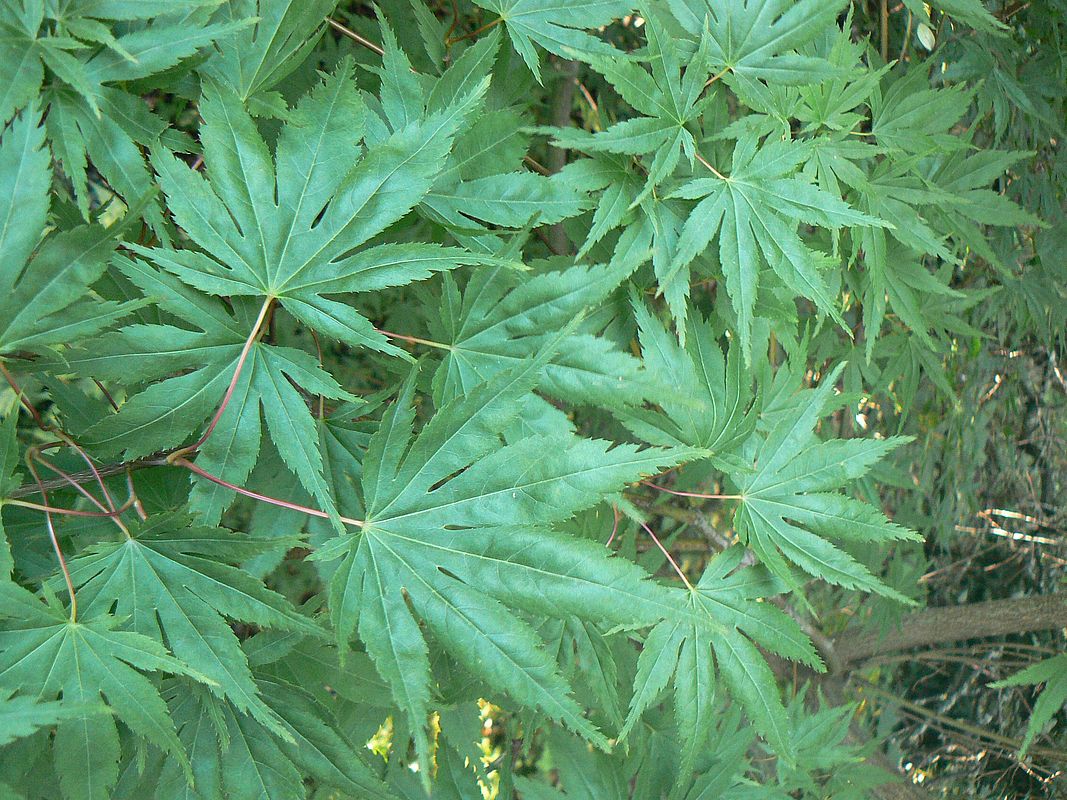 Image of Acer palmatum specimen.