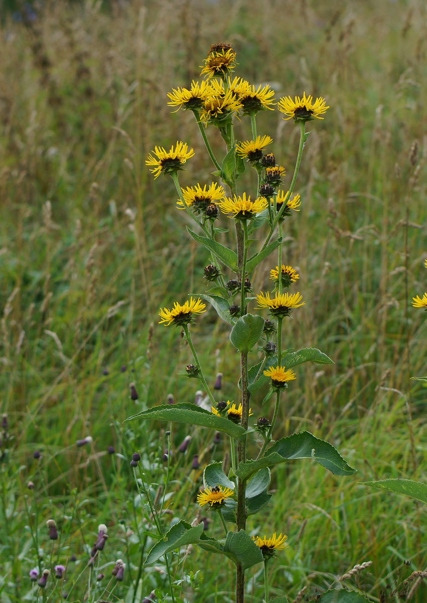 Изображение особи Inula helenium.