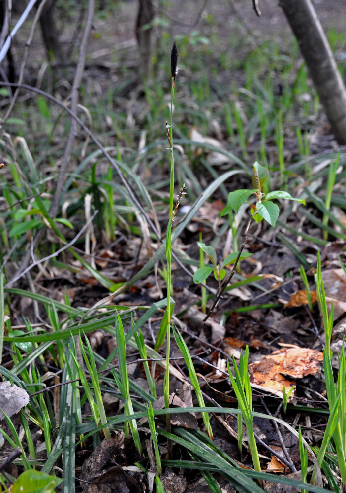 Изображение особи Carex pilosa.