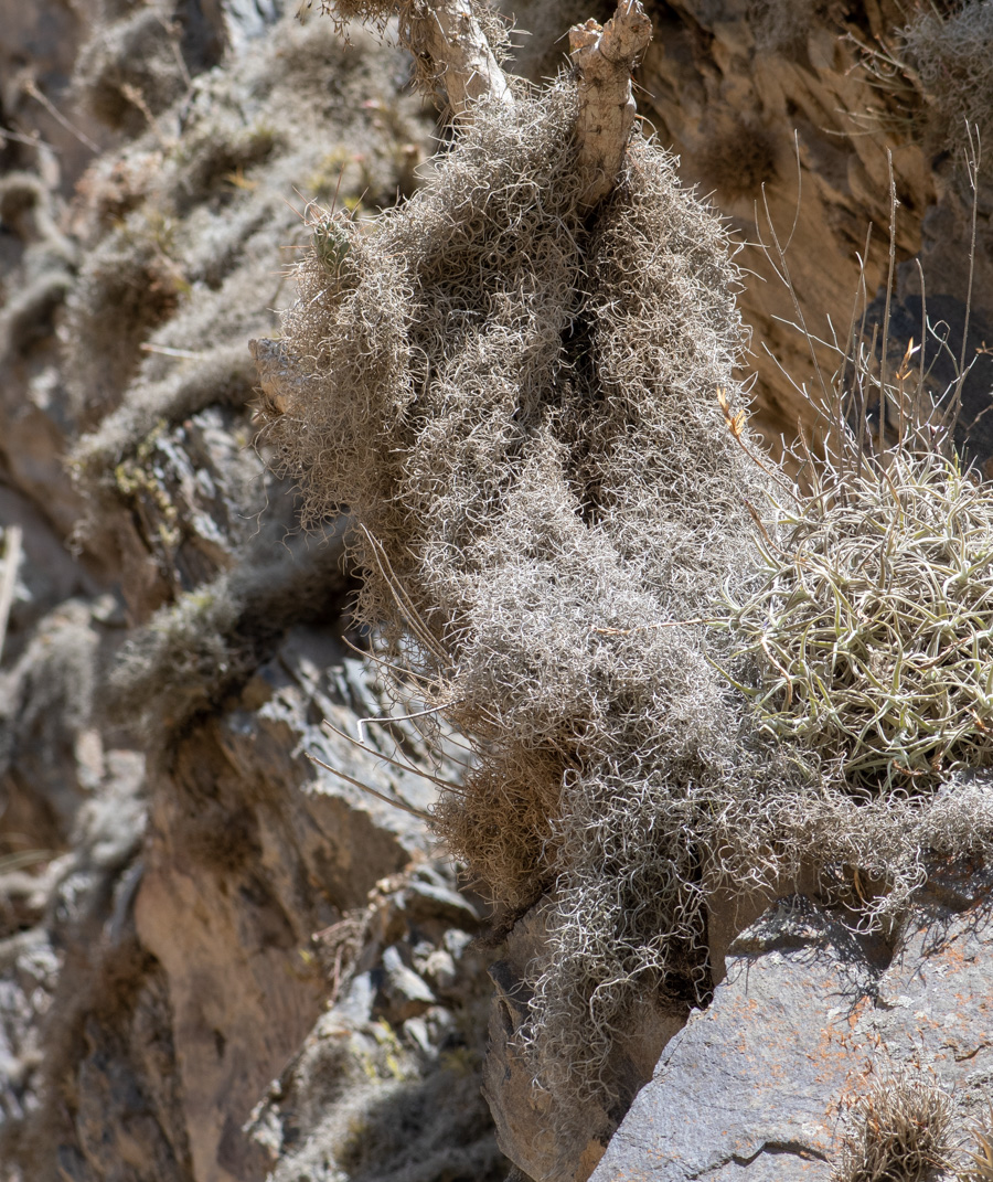 Изображение особи Tillandsia usneoides.