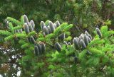 Abies balsamea. Ветвь с шишками (фрагмент). Новгородская обл., Окуловский р-н, окр. дер. Заручевье, бывшая усадьба Глушино-Софьино. 27.06.2007.