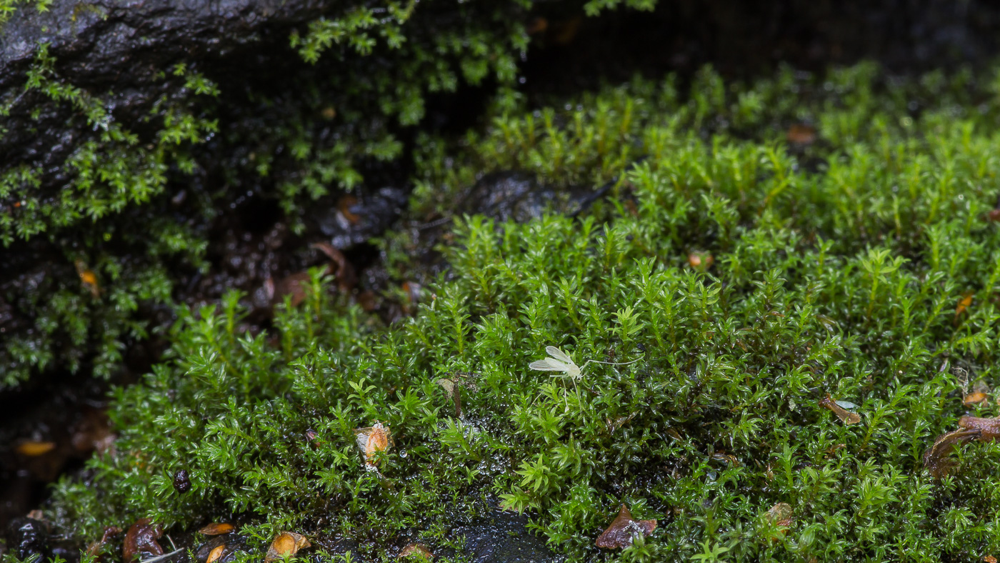 Image of class Bryopsida specimen.