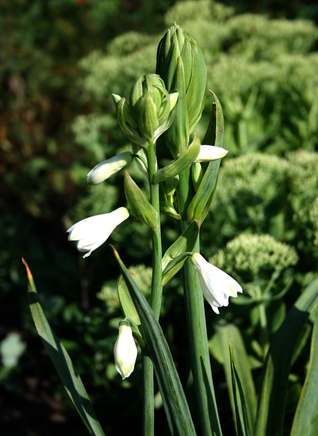 Изображение особи Galtonia viridiflora.