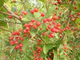 Photinia villosa