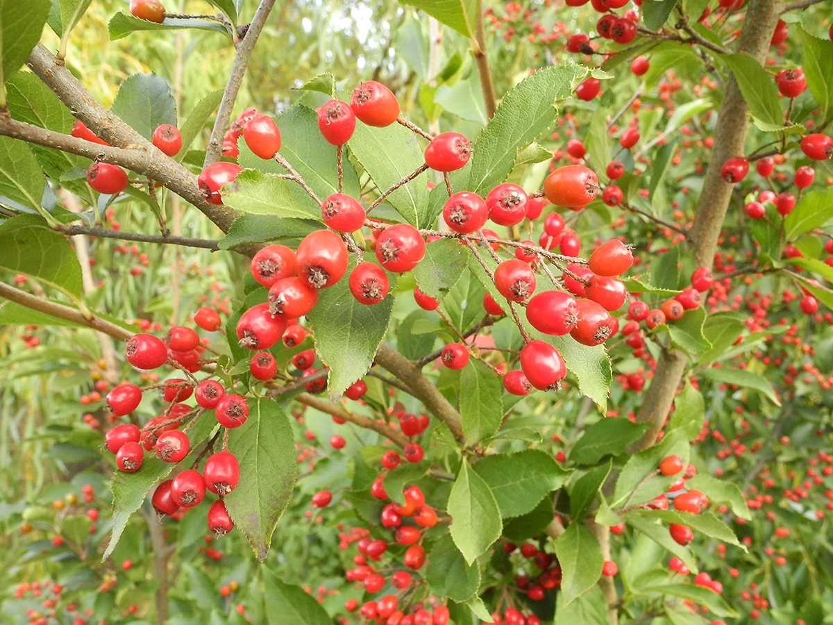 Image of Photinia villosa specimen.