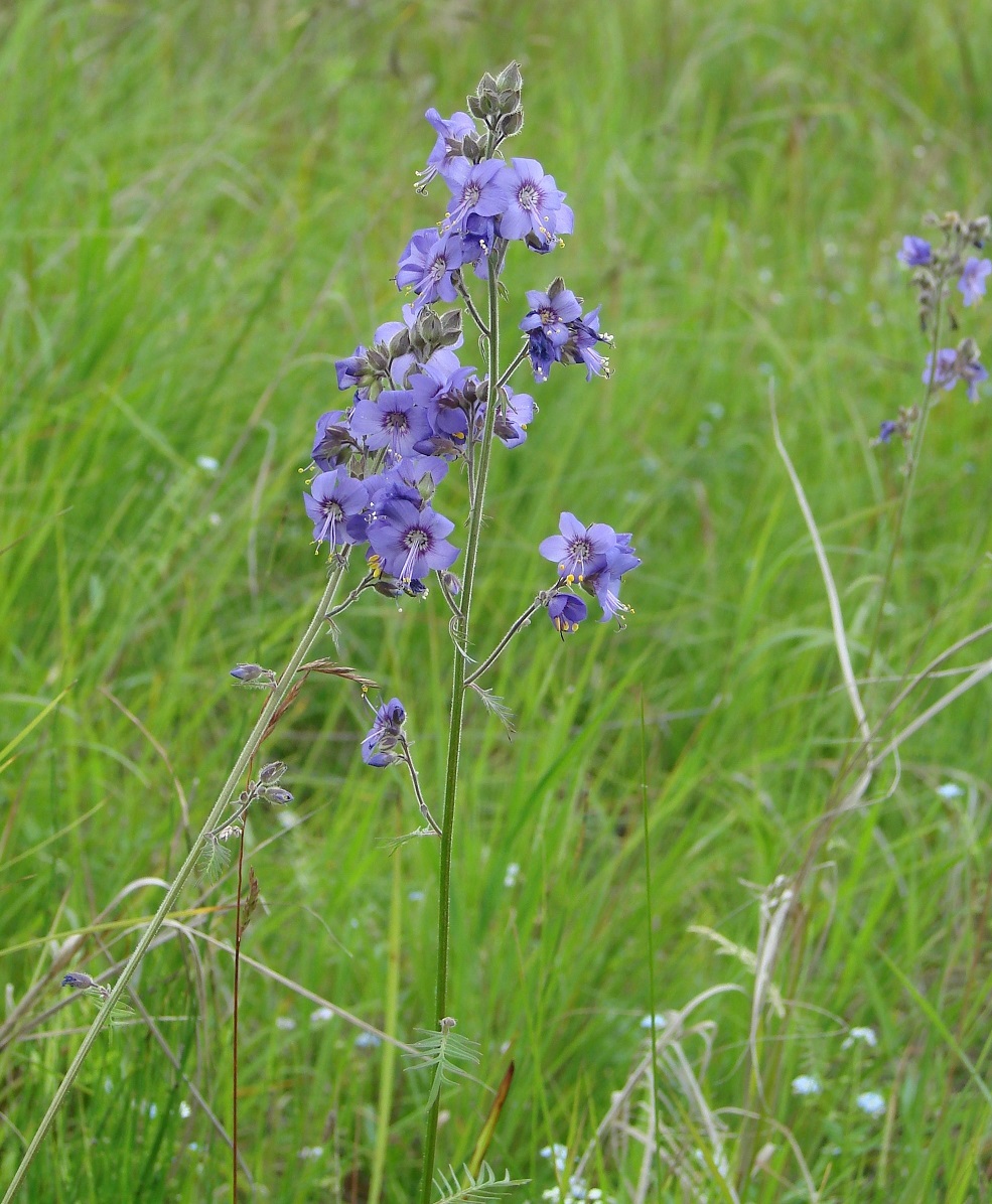 Image of Polemonium chinense specimen.