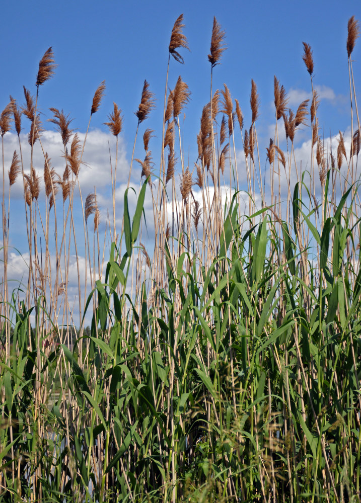 Изображение особи Phragmites australis.