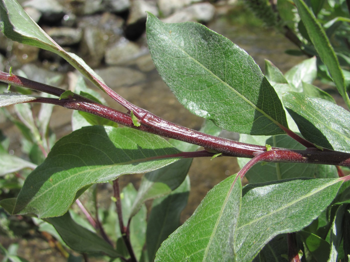 Image of Salix pantosericea specimen.