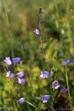 Campanula rotundifolia. Верхушка побега с цветками и бутонами. Тульская обл., Дубенский р-н, окр. с. Протасово, долина р. Пронинка, суходольный луг. 09.07.2012.