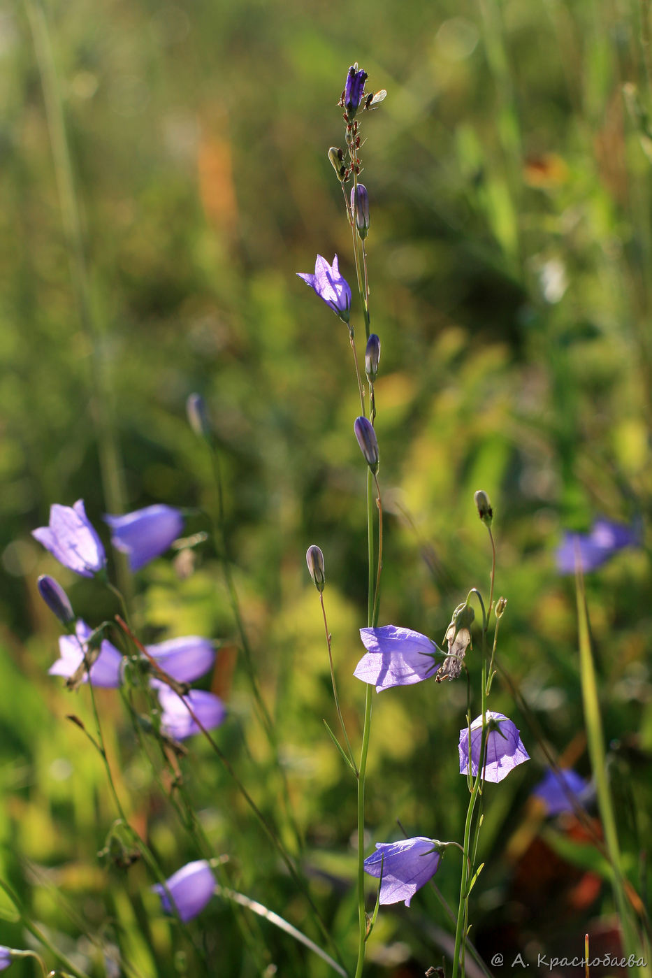 Image of Campanula rotundifolia specimen.