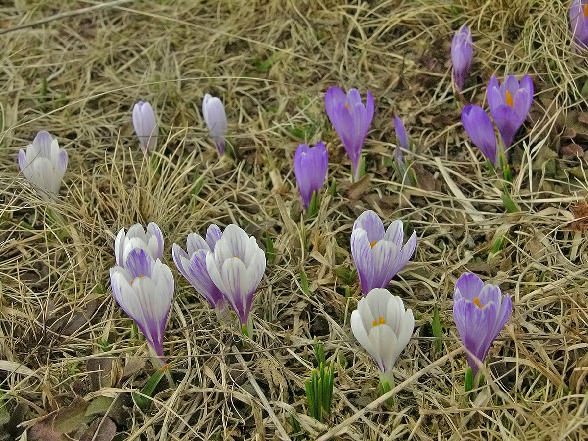 Изображение особи Crocus vernus.