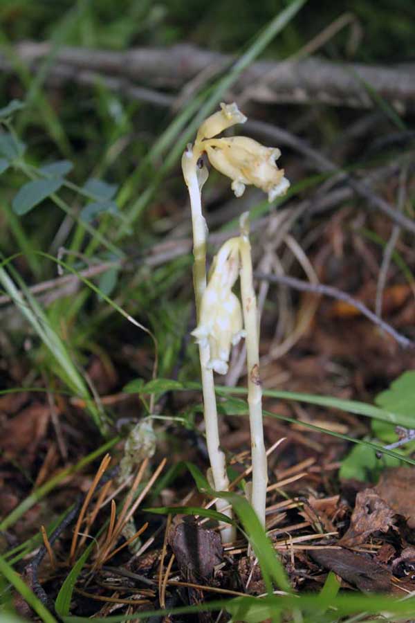 Image of Hypopitys monotropa specimen.