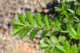 Potentilla anserina. Лист. Ленинградская обл., Ломоносовский р-н, окр. Шепелёвского маяка; п-ов Каравалдай, берег Финского залива, каменисто-песчаный пляж. 24.06.2020.