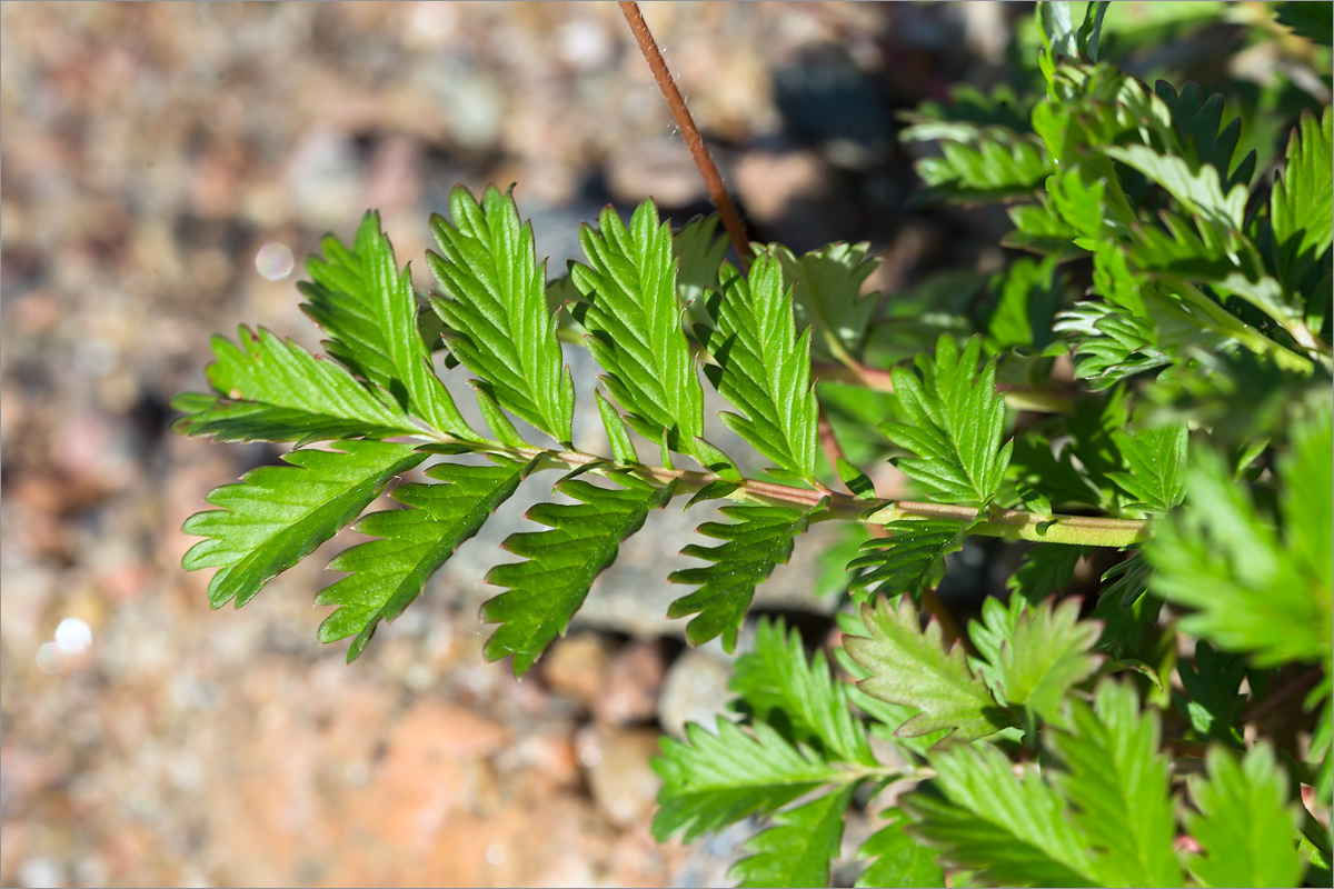 Image of Potentilla anserina specimen.